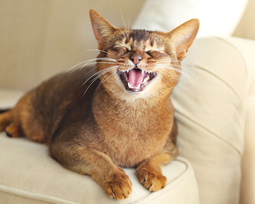 Is My Cat Happy? | Signs of a Happy Cat | Modern Cat