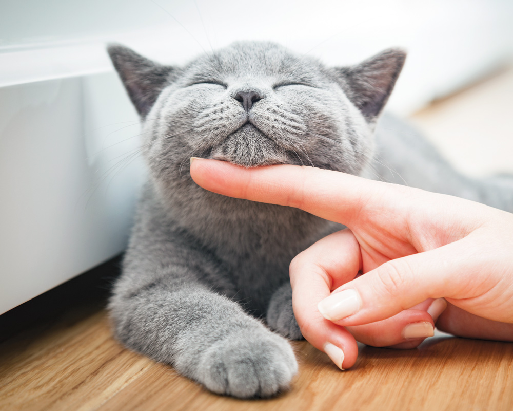 Gray cat getting pet under chin 