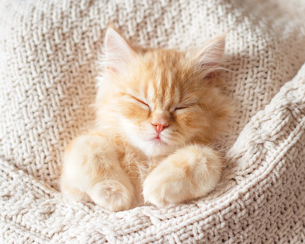 kitten sleeping wrapped in sweater
