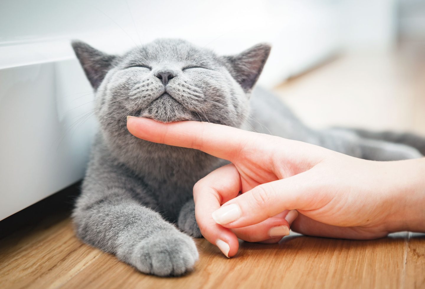 Gray cat getting pet under chin