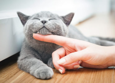 Gray cat getting pet under chin