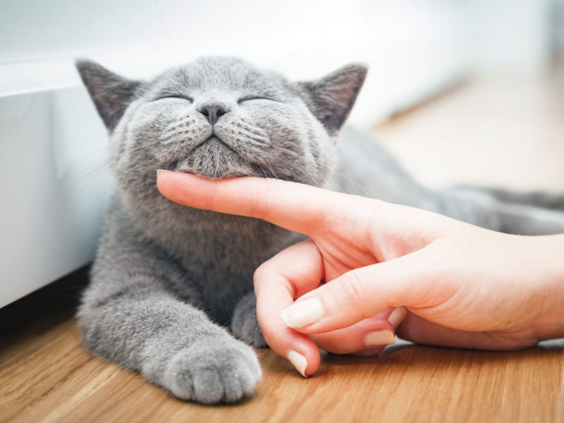 Gray cat getting pet under chin