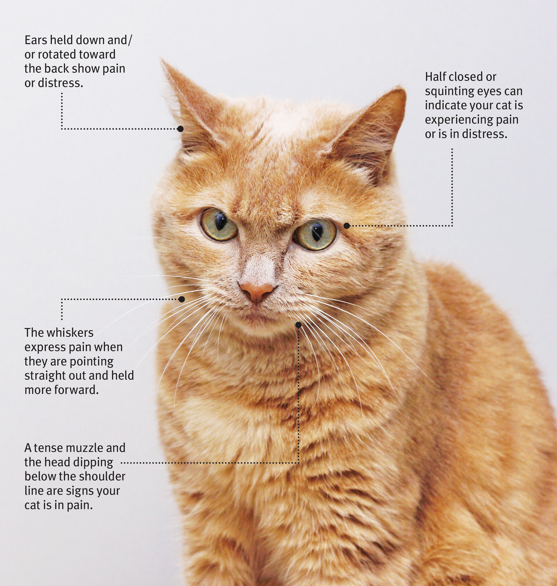 Cat Apps - Body Language.