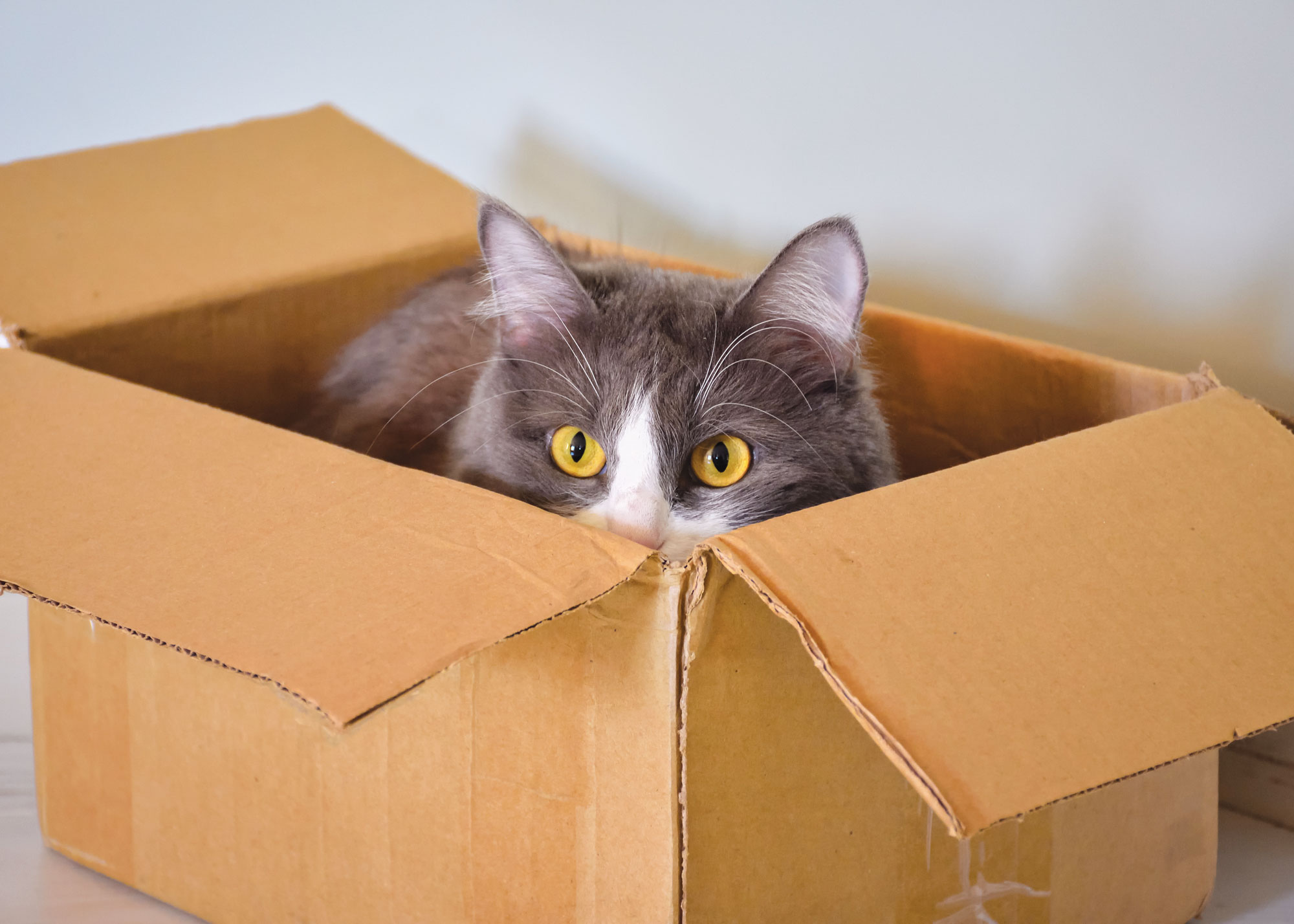 Shelter cat box.