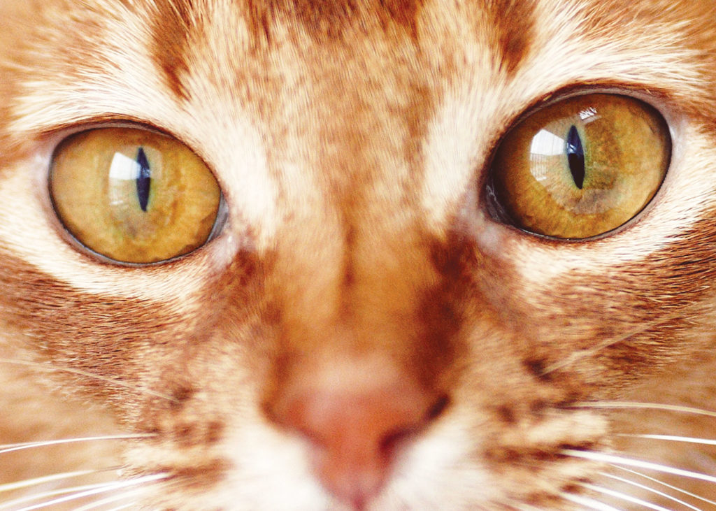 Cat's Eye Sight
