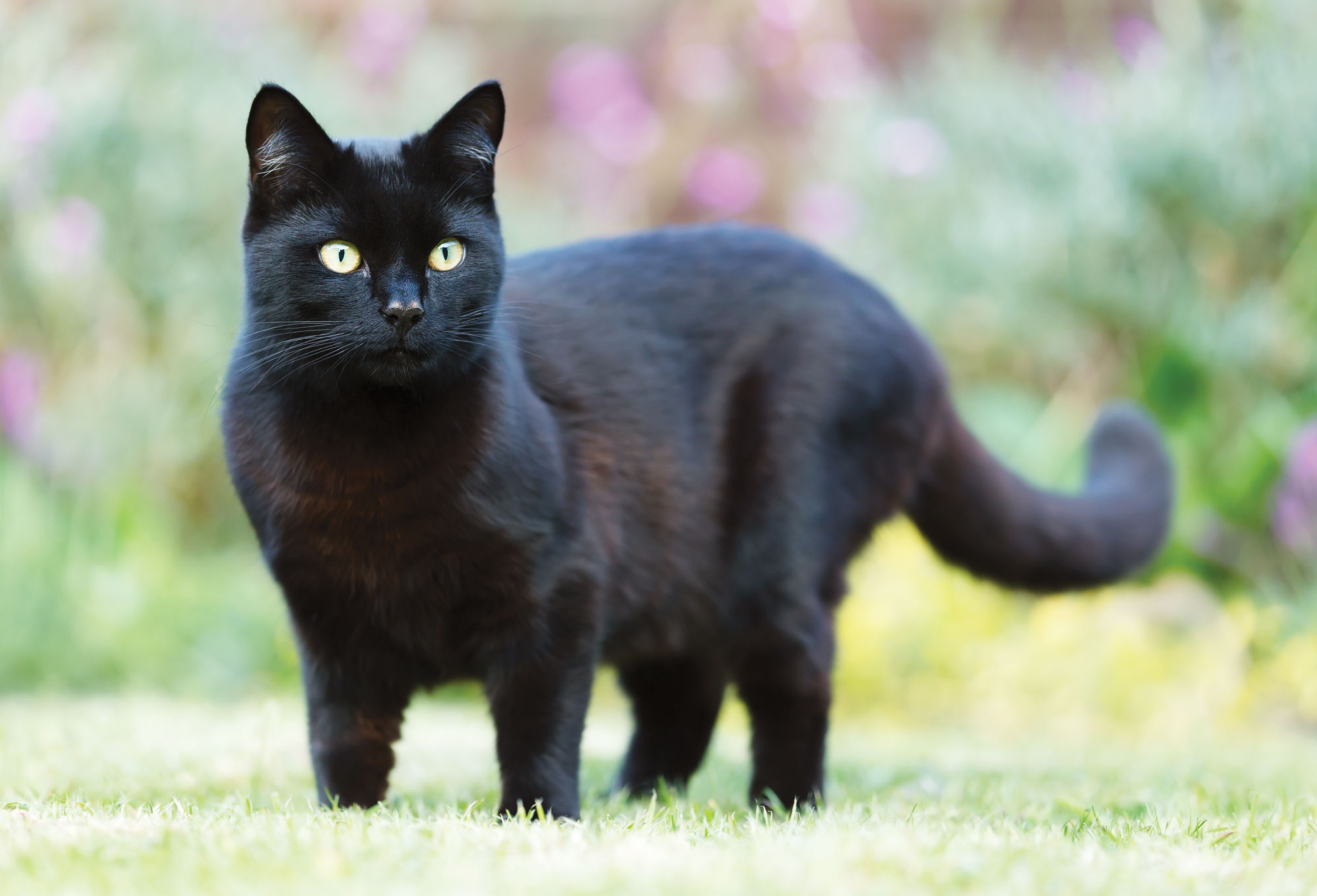 Hero Cat Saves Elderly Woman Who Had Fallen Down a Ravine - Modern Cat