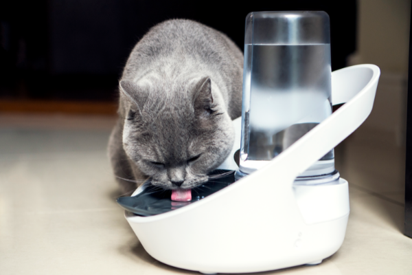 Holiday Gift Guide - Felaqua Connect Cat Drinking Fountain.