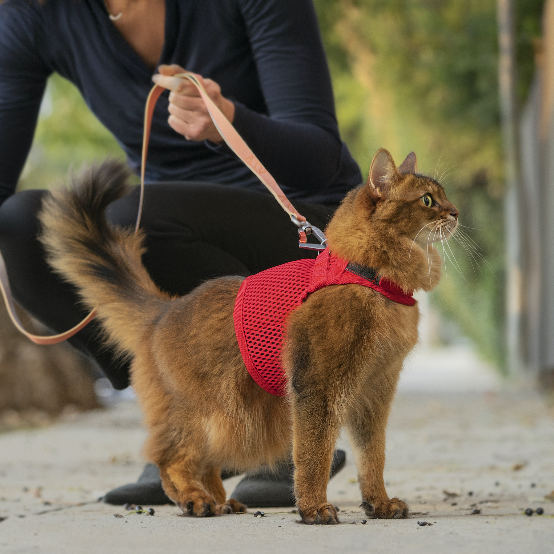 Holiday Gift Guide - Sleepypod Martingale Cat Harness.