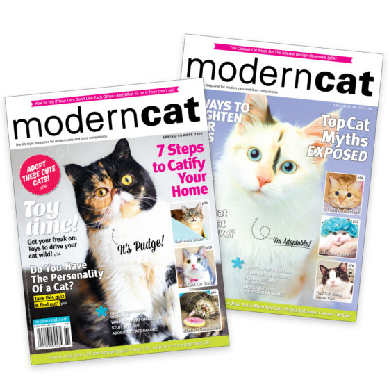 modern cat magazine

