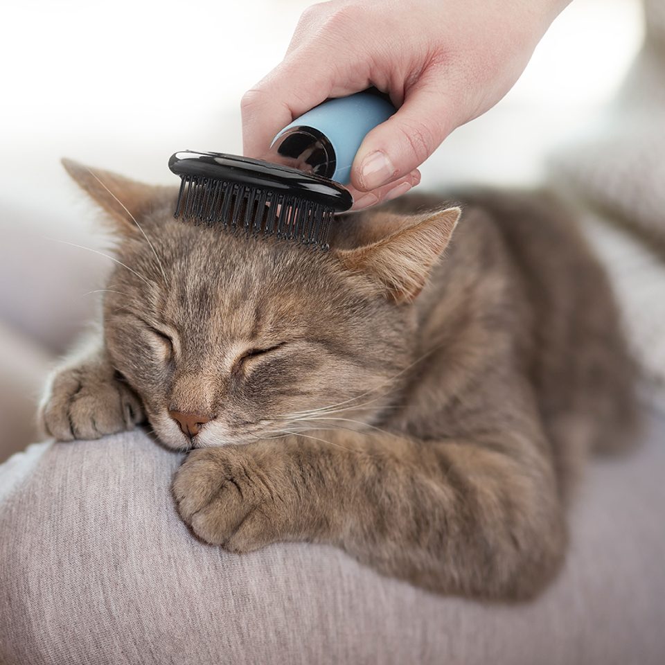 CONAIRPROPET™ Cat Small Soft Slicker Brush