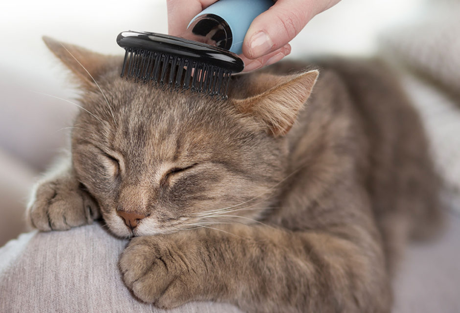 CONAIRPROPET™ Cat Small Soft Slicker Brush