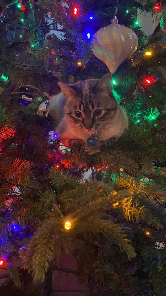 Cat's in Christmas trees 10.