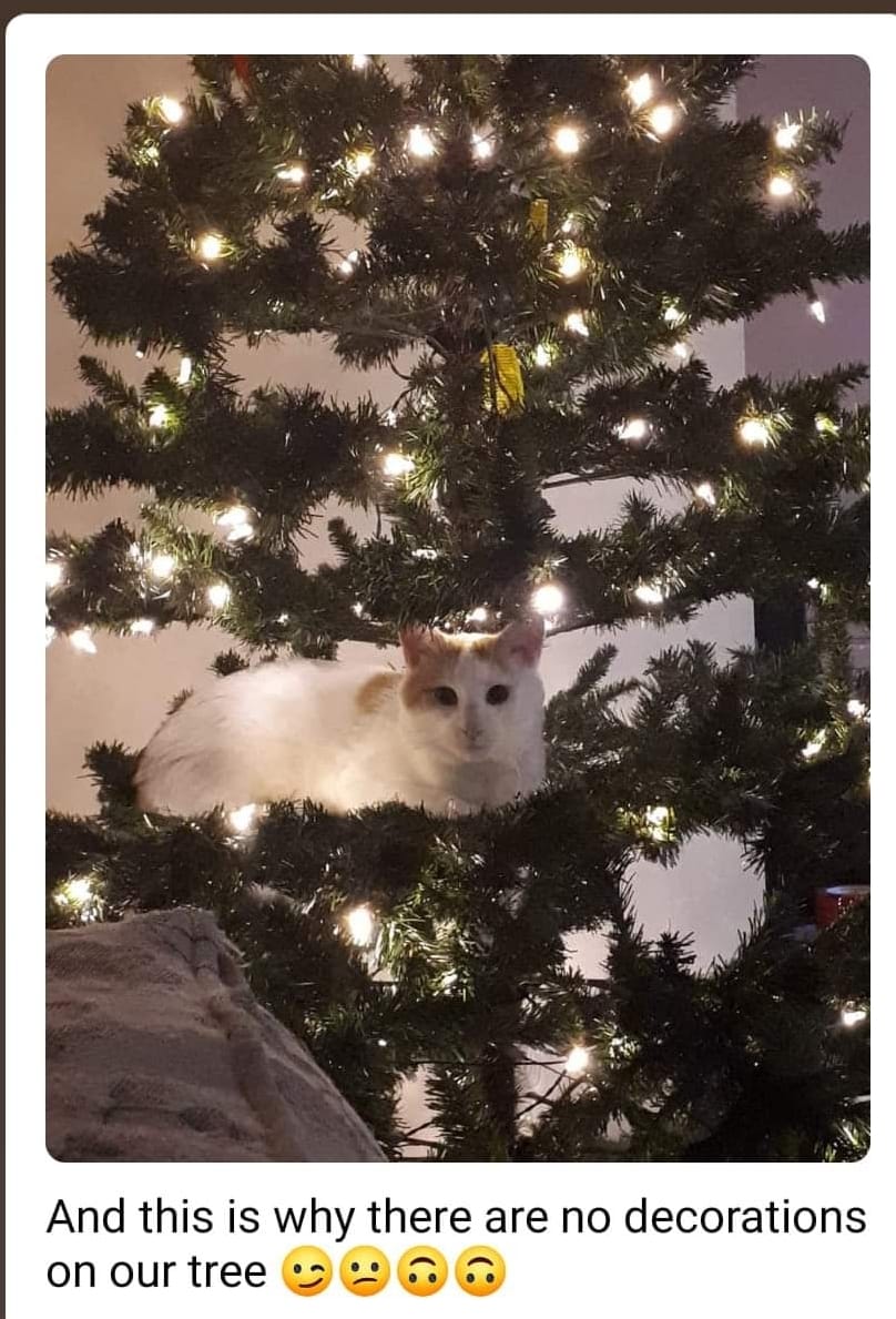 Cats in Christmas Trees! - Modern Cat