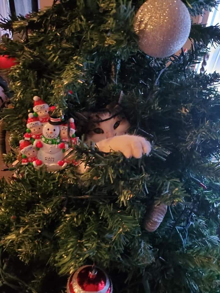 Cat's in Christmas trees 1.