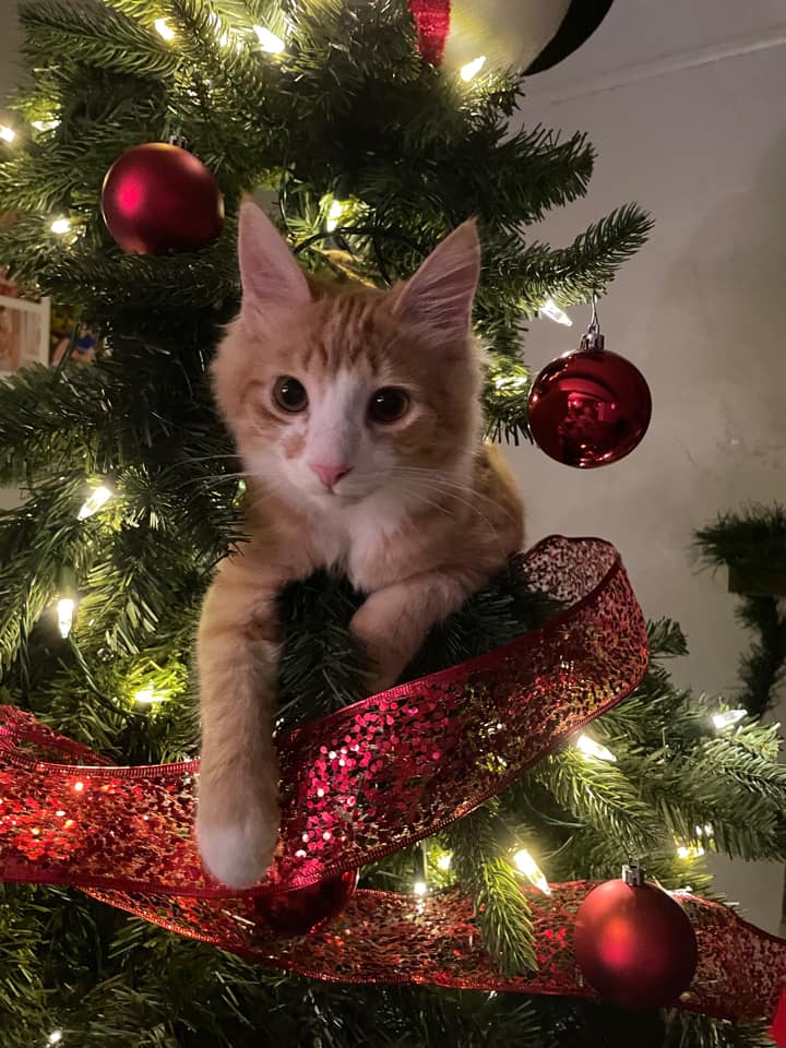 Cat's in Christmas trees 5.