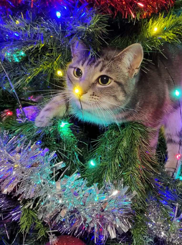 Cat's in Christmas trees 3.