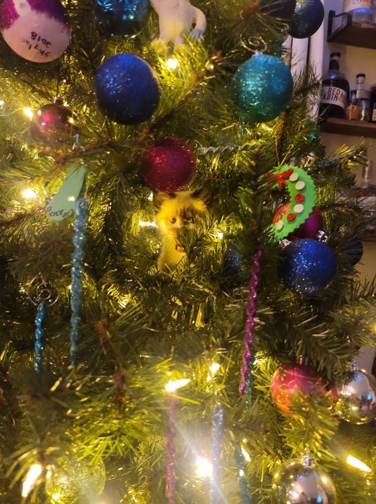 Cat's in Christmas trees 8.