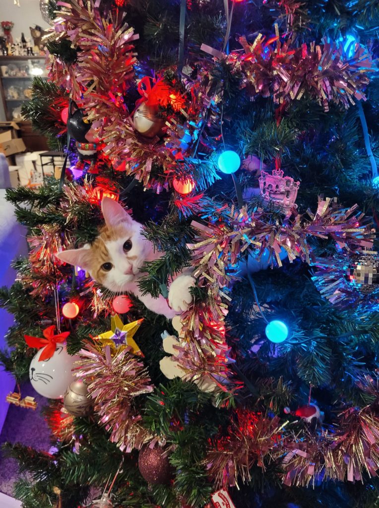 Cat's in Christmas trees 2.