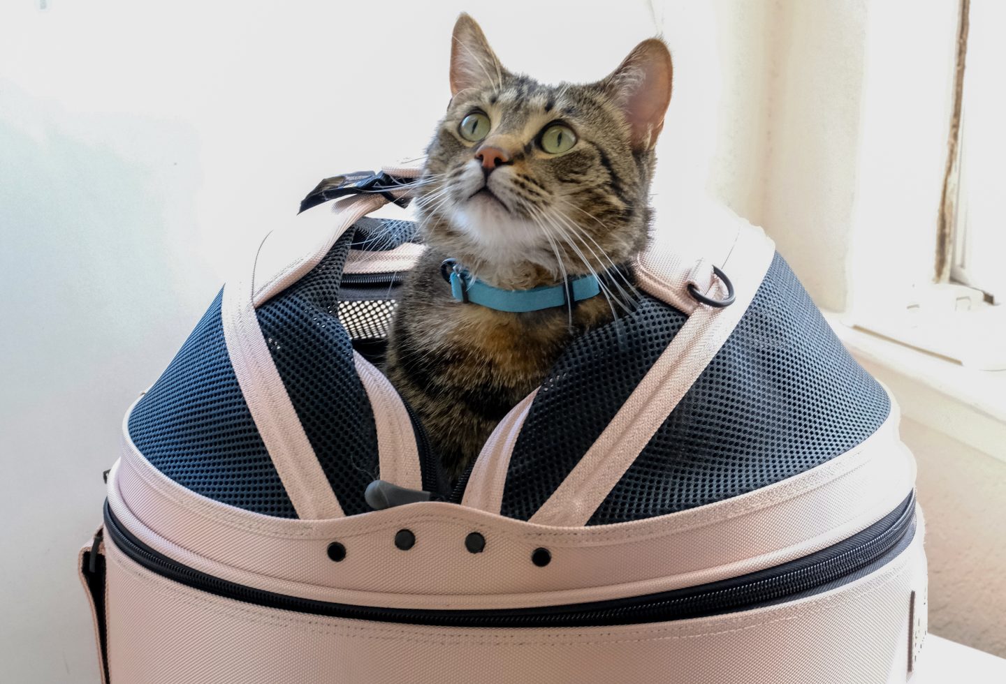 Mobile pet bed for boarding your cat