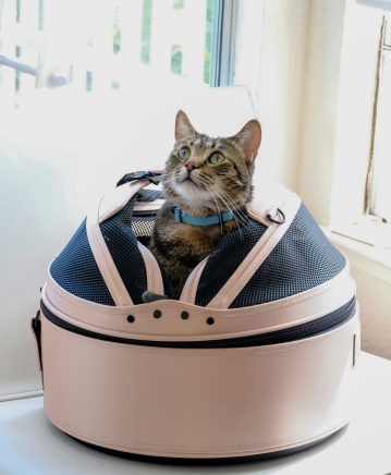 Mobile pet bed for boarding your cat