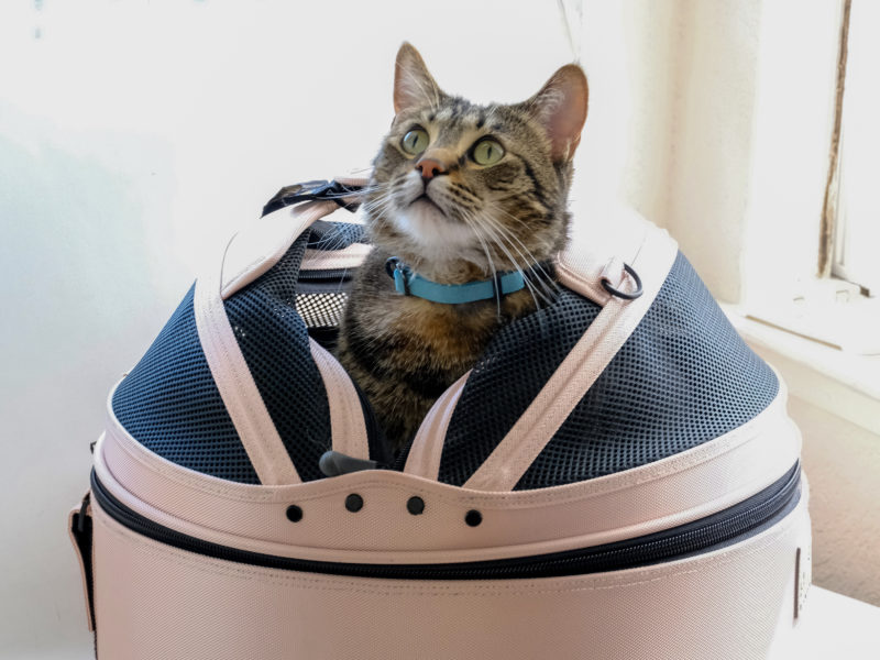 Mobile pet bed for boarding your cat