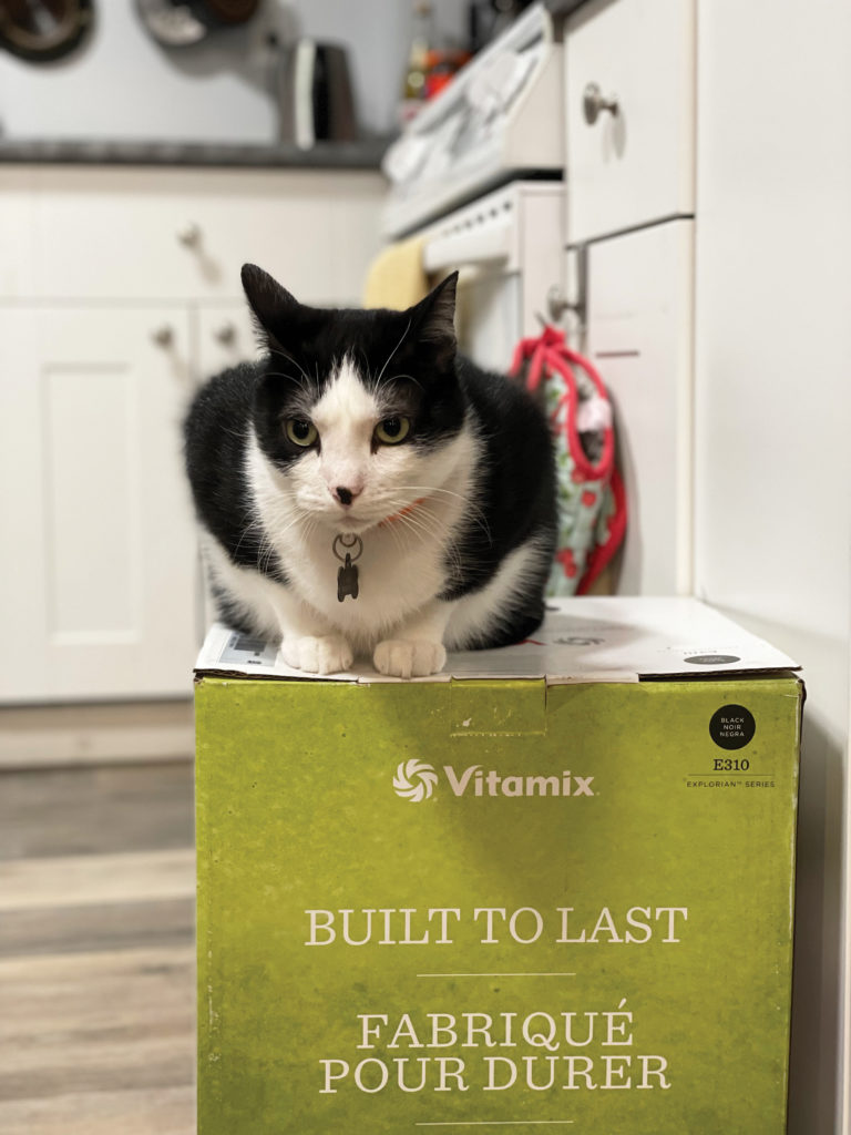 Chubby Cat guarding a Vitamix box