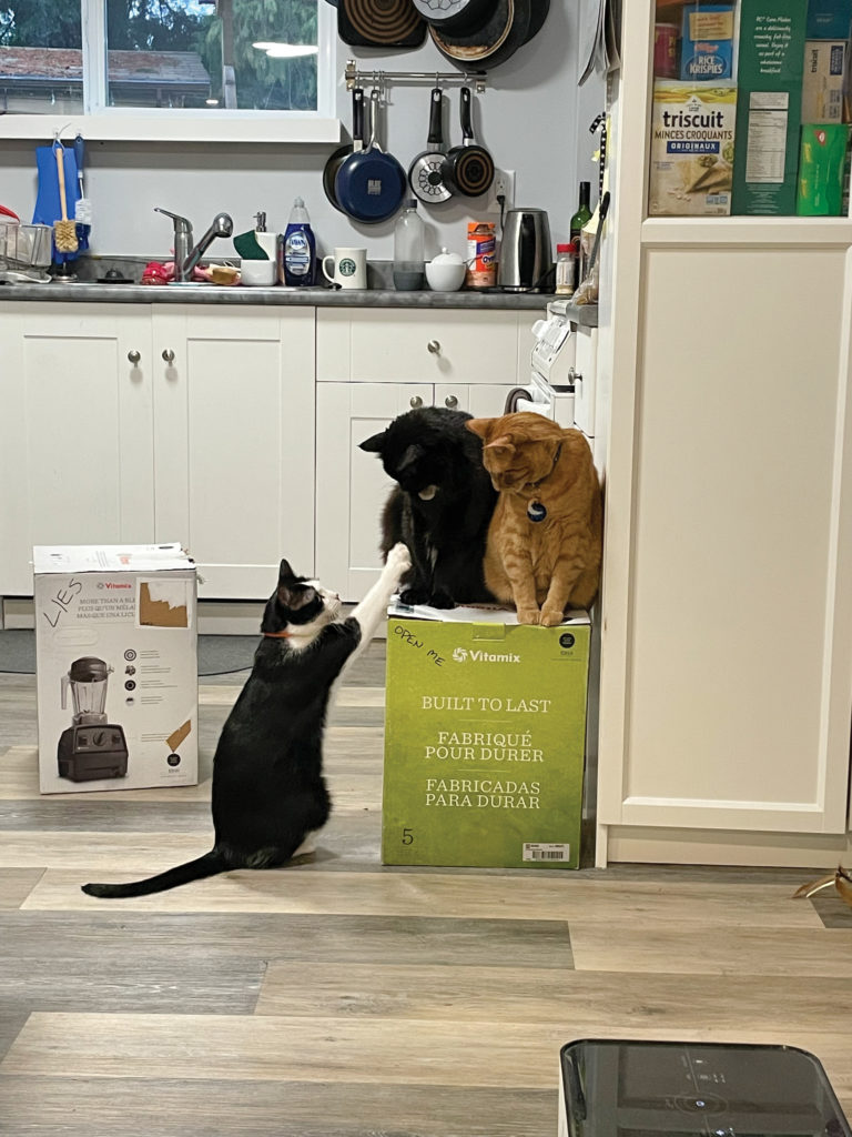 Three cats guarding a Vitamix box