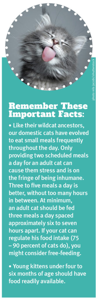 Important Facts About Feeding Your Cat