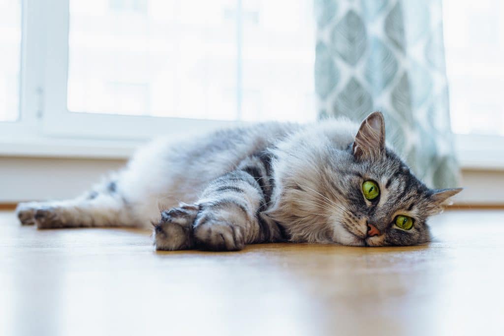 Maine Coon cat laying on the floor.