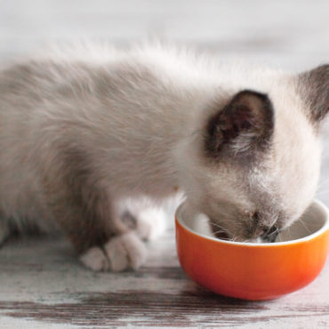 Feeding Your Cat or Kitten