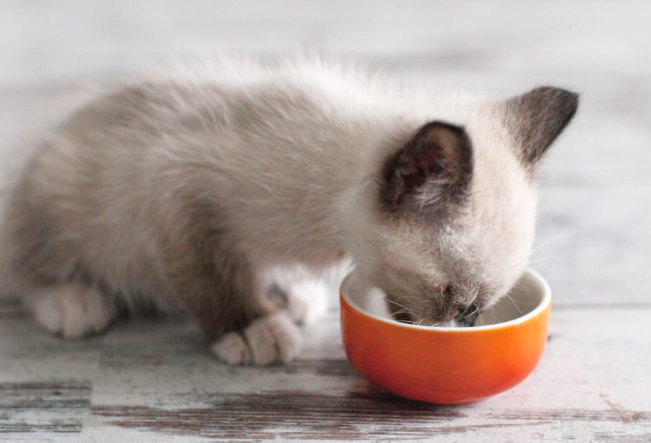 Feeding Your Cat or Kitten