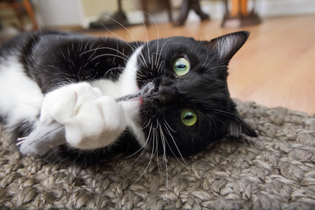 Tuxedo cat plays with catnip toy