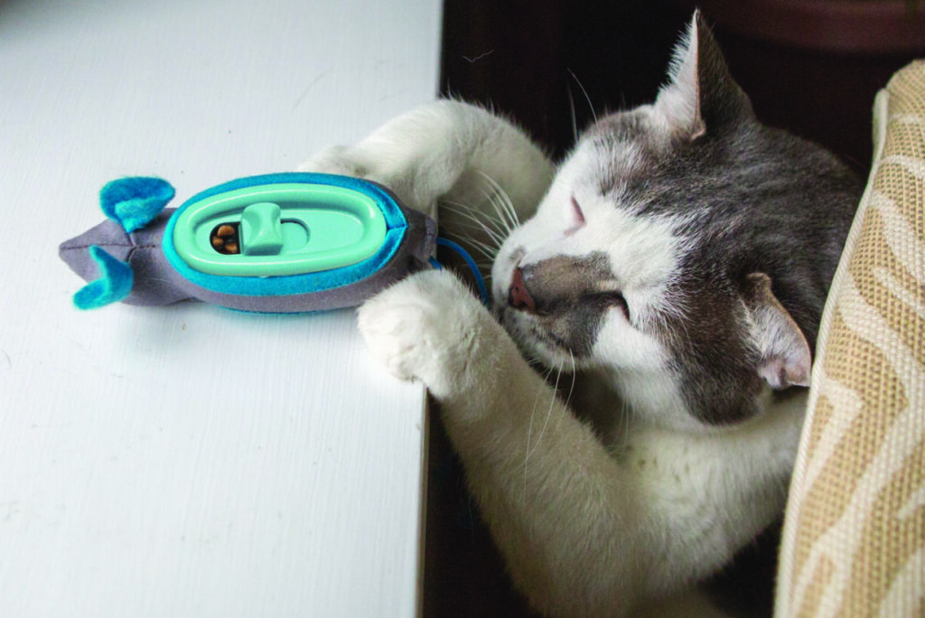 Cat plays with Doc and Phoebe feeder toy