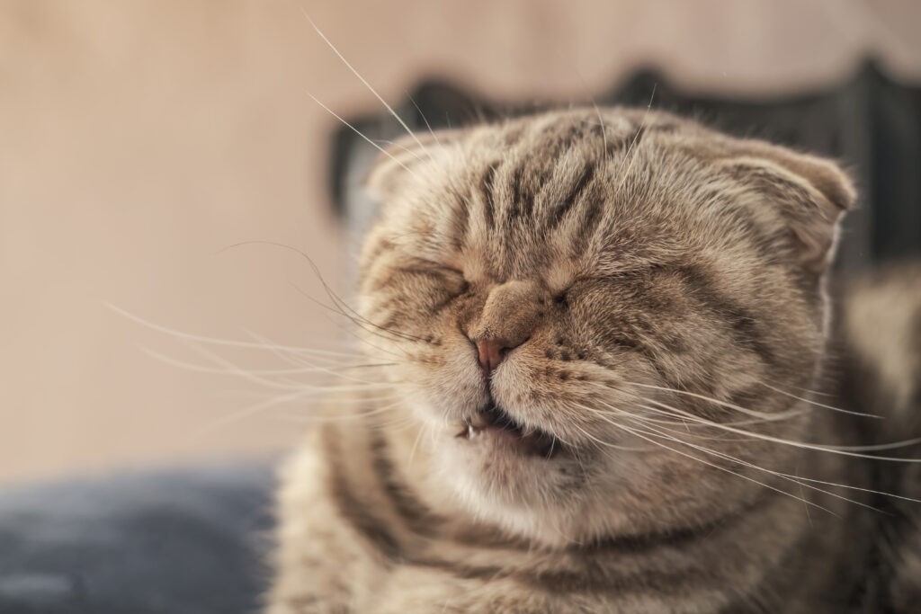 Cute Cat Scottish Fold Is About To Sneeze, So She Has A Wrinkled