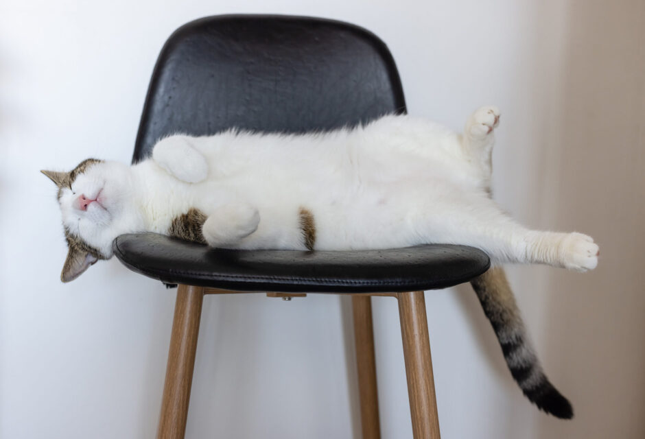 Cute Fat Domestic Cat Sleeping On Leather Bar Chair Next To Big