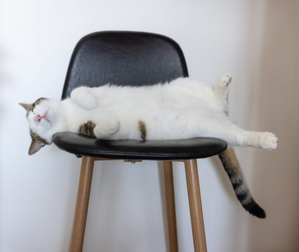 Cute Fat Domestic Cat Sleeping On Leather Bar Chair Next To Big