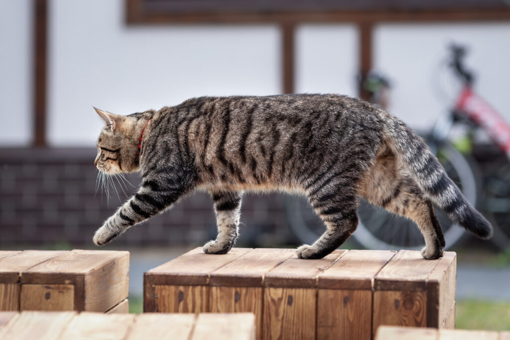 Domestic Tabby Cat Walking In The Country House Yard