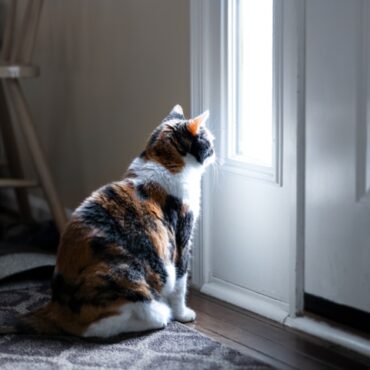 Sad cat looking outside window near door