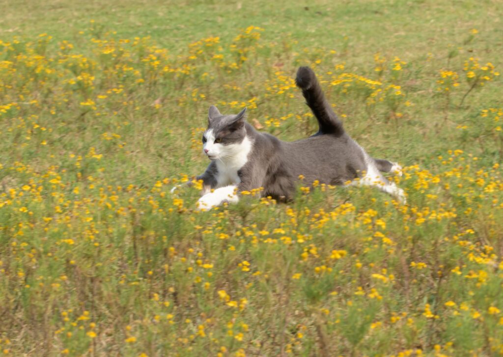 Gray and white spotted cat leaping over yellow wildflowers while