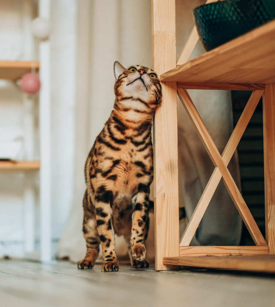 A Young Bengal Cat Walks Around The Room. Love For Pets. The Cat