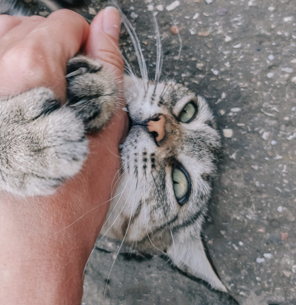 Tabby cat biting hand.
