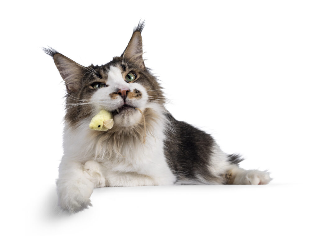 Maine Coon cat playing with toy.