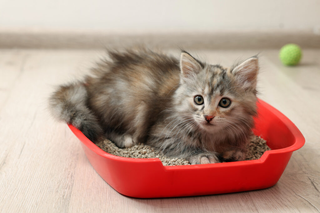 Fluffy kitten in litter box.