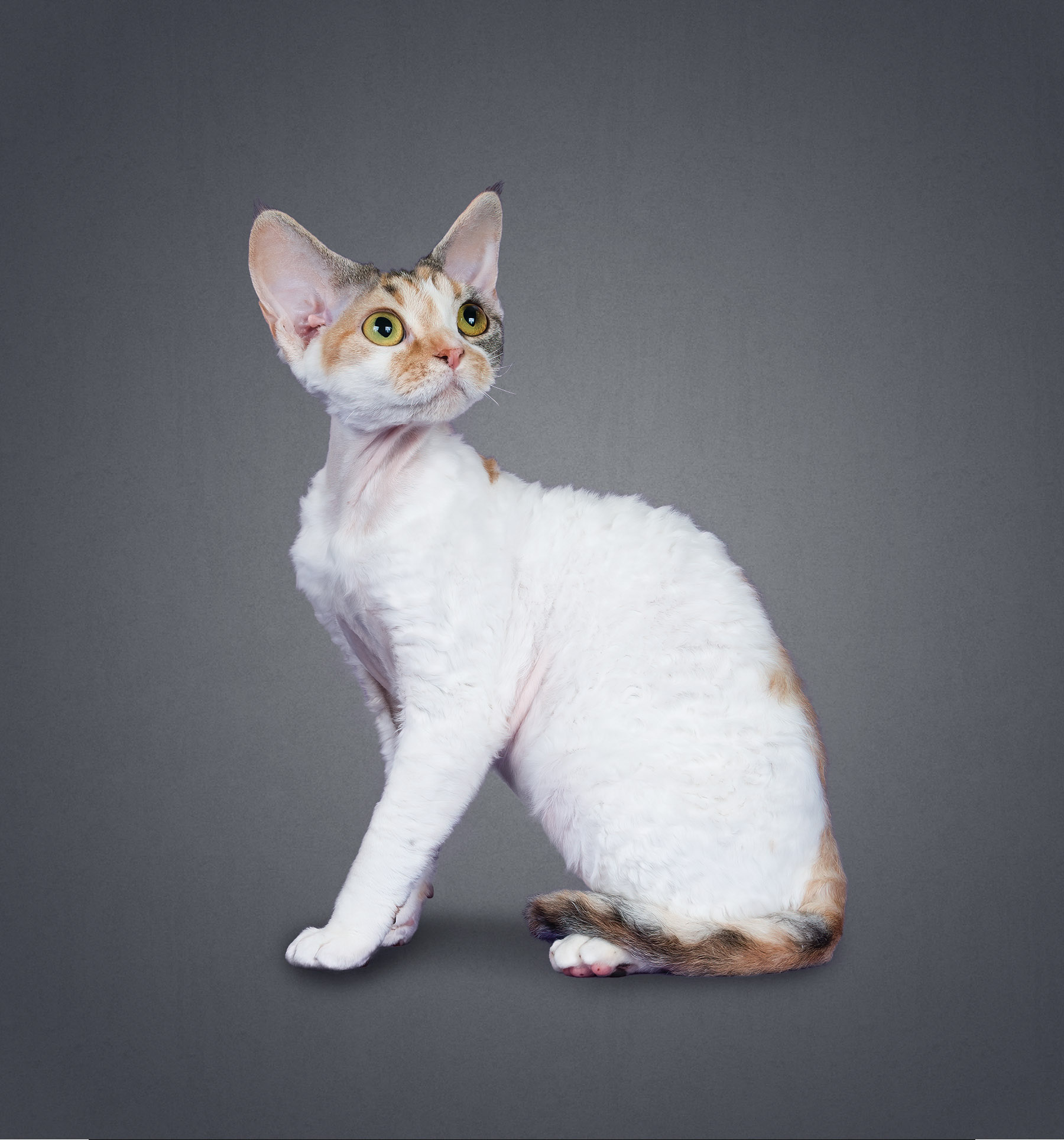 The Top 10 Cat Breeds - Modern Cat