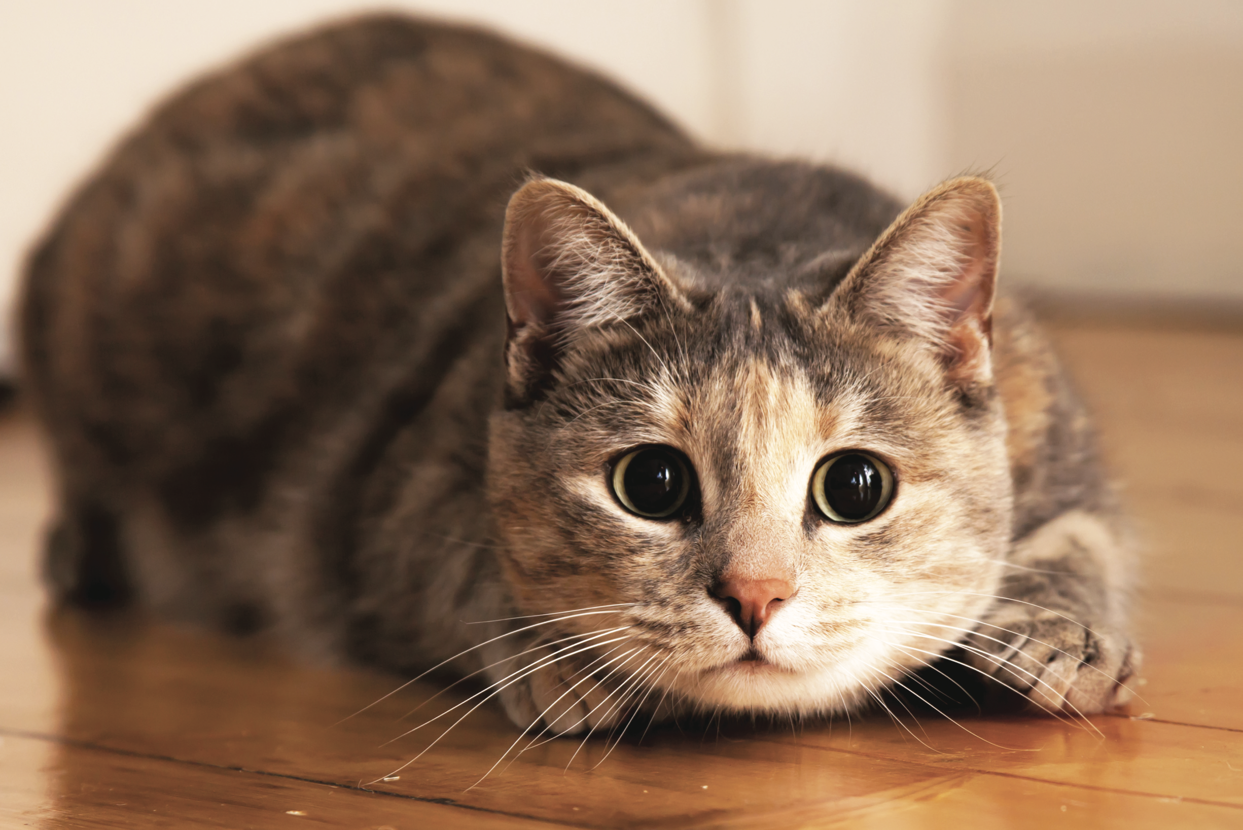 Brain Teaser Month: 5 Brain Games To Keep Your Cat Mentally