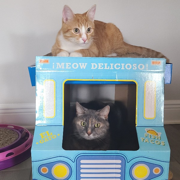 Milo (orange) and Buffy (gray diluted tortie) - Modern Cat