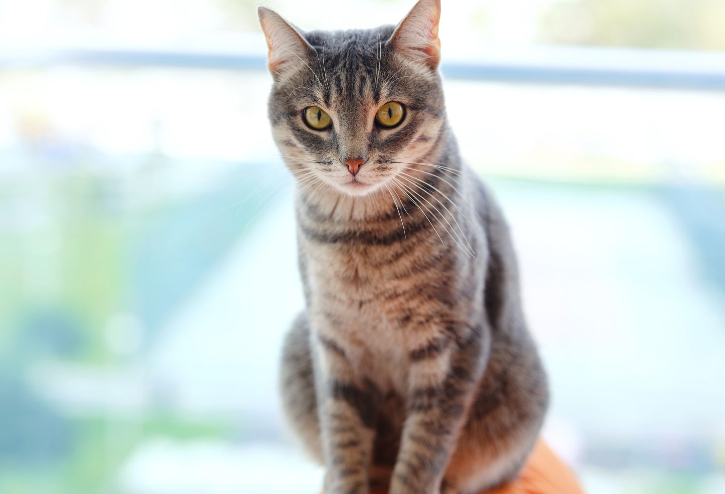 Adult tabby cat staring at camera.