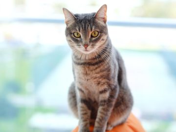 Adult tabby cat staring at camera.