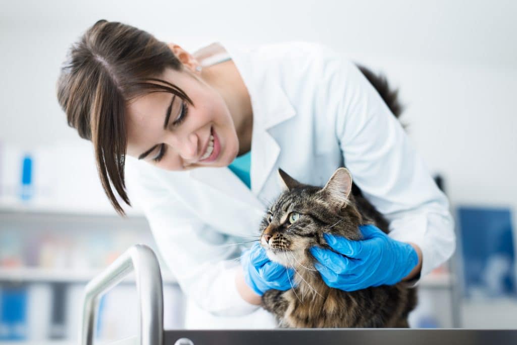 Cat being examined by a vet