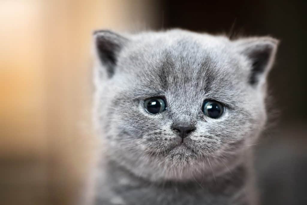 sad grey kitten